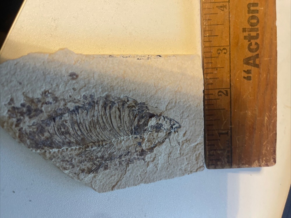 A Grade Fossil Fish 3 x 4 1/2"