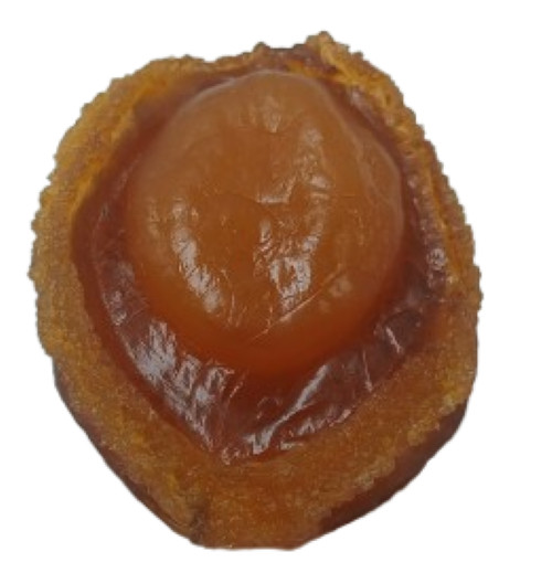 Display Fake Food Prop Abalone