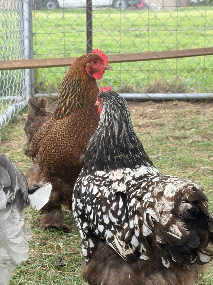 Large Fowl Cochin Hatching Eggs