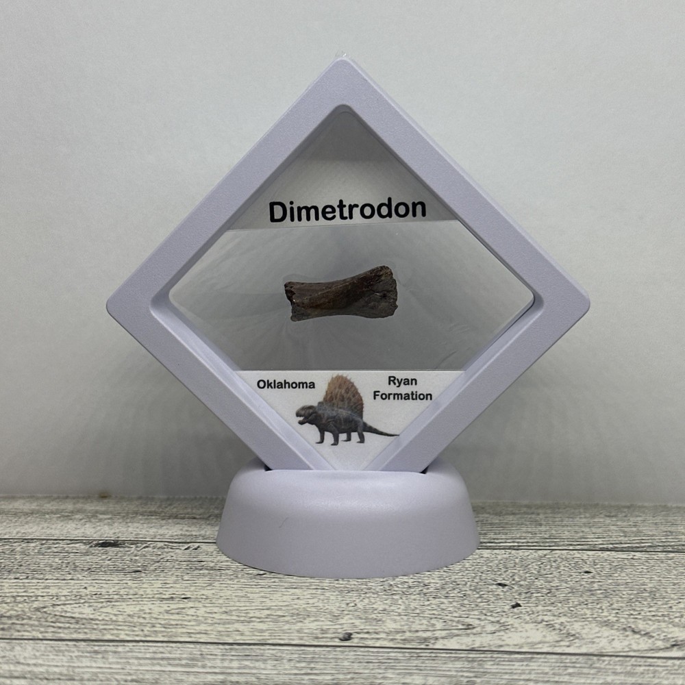 Dimetrodon Limb Bone Fossil in Display Case Extinct Pre-Dinosaur