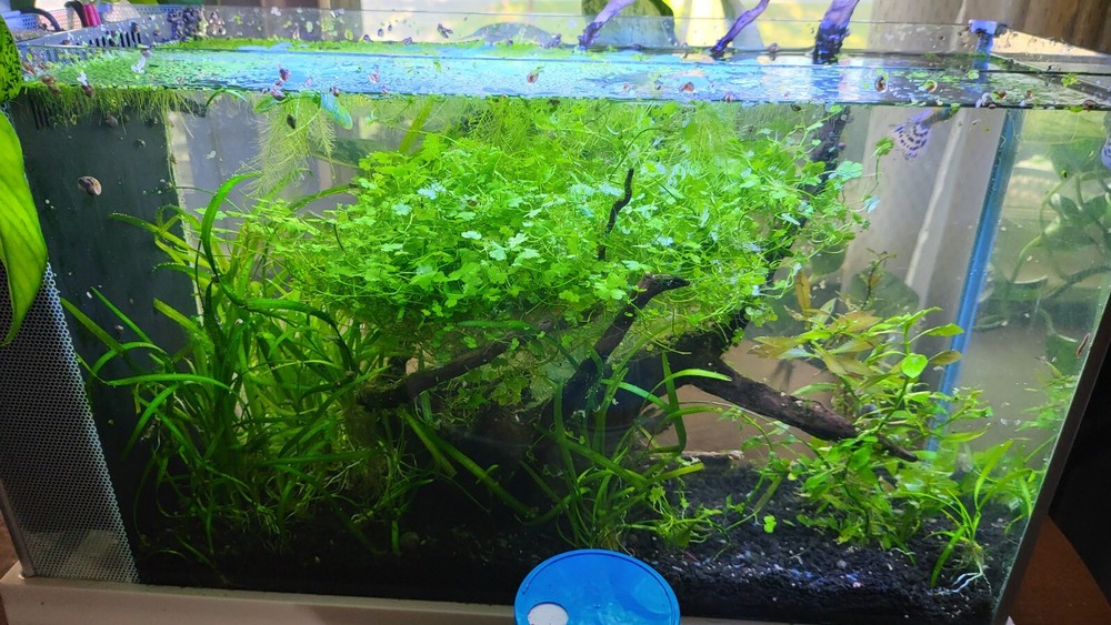 *New*Aquatic Plant Pack (Low Tech)