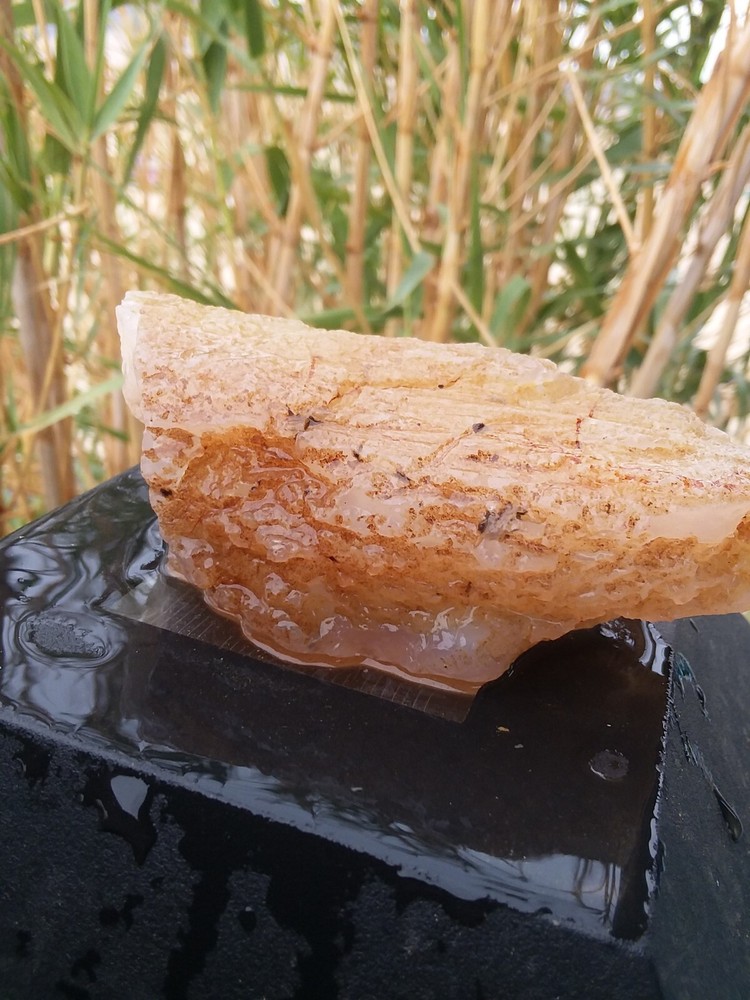 Chalcedony Filling Possible Petrified Would Opalized