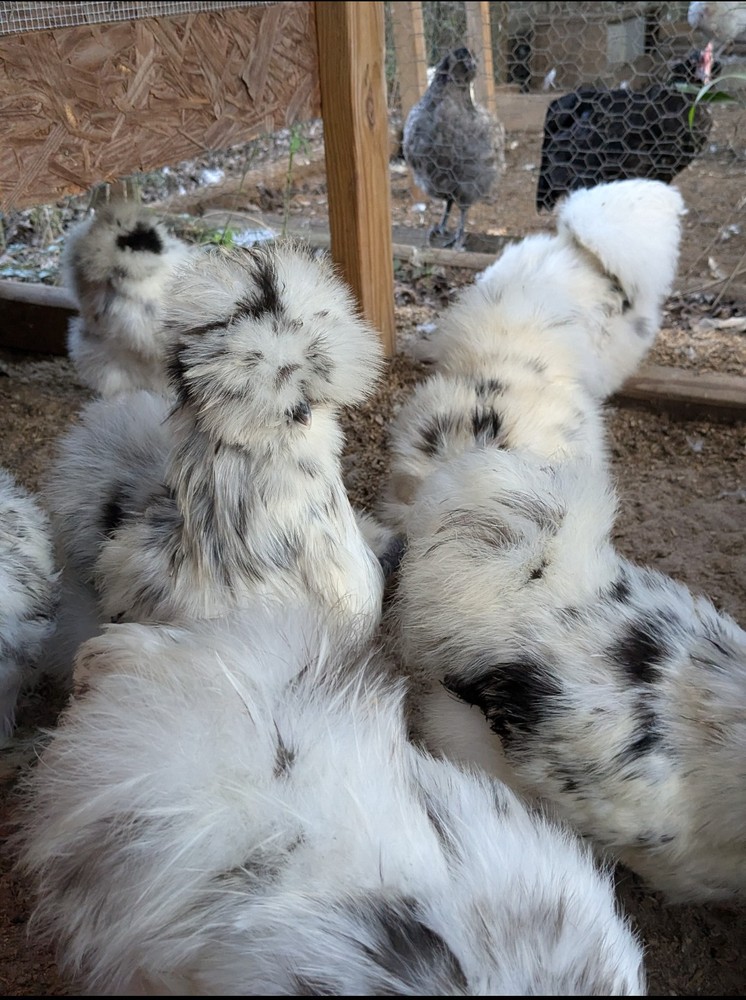 12 Quality Buff & Paint Eggs NPIP