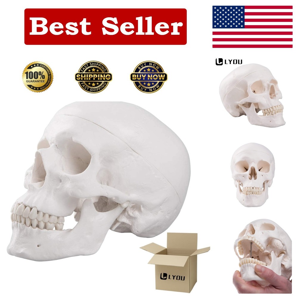 High-Quality Anatomical Human Skull Model with Removable Cap for Students