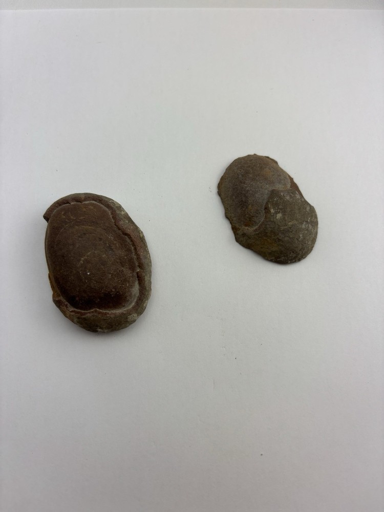 Fern Fossil