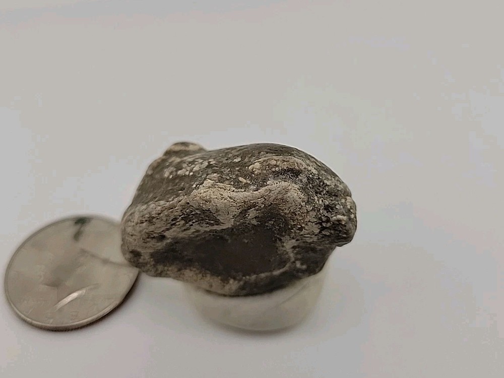 Real Permineralized Reptile Egg Fossil