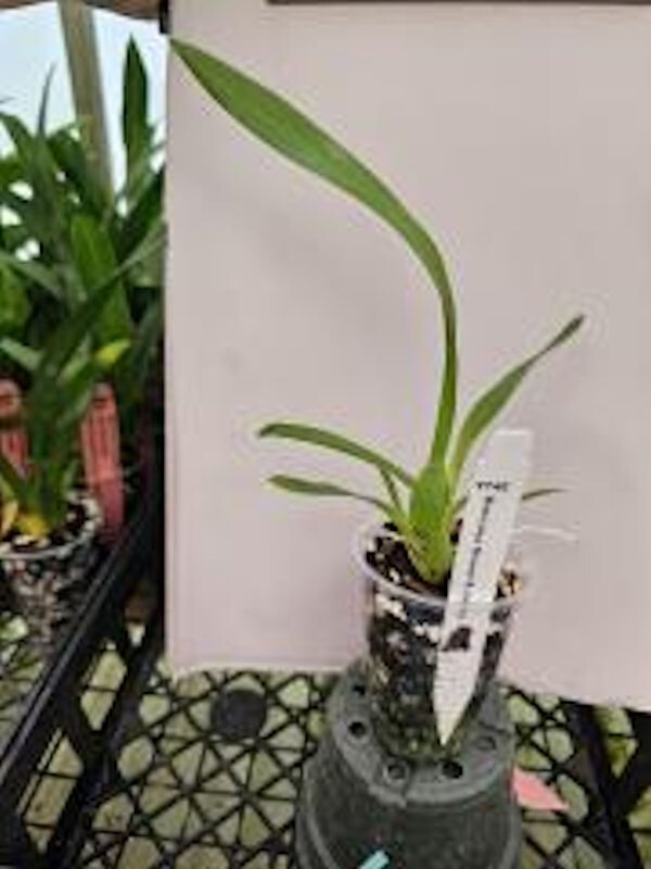 Onc. Gower Ramsey Live Orchid 1B19