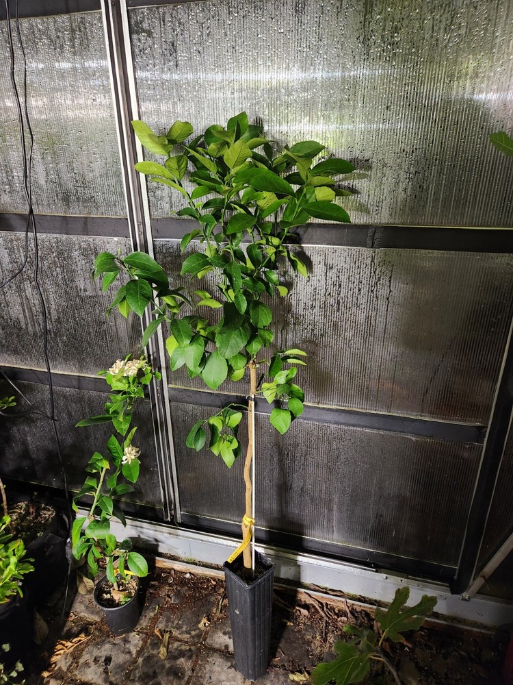 Meyer Lemon Tree With Lemons - 4 FEET TALL - ORGANIC