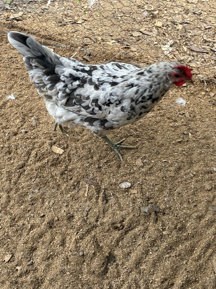 10 Silverrudd blue hatching eggs, Npip/AI clean