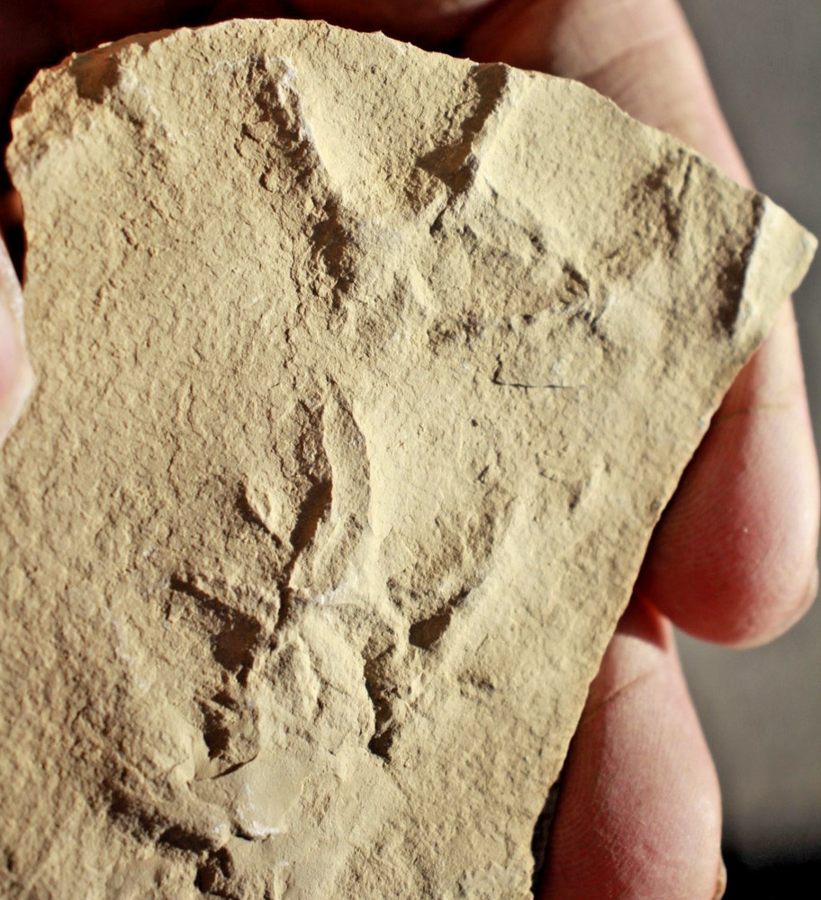 Three Positive Fossil Bird Tracks