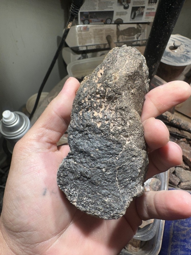 Dinosaur bone rough **hxtled end cut.