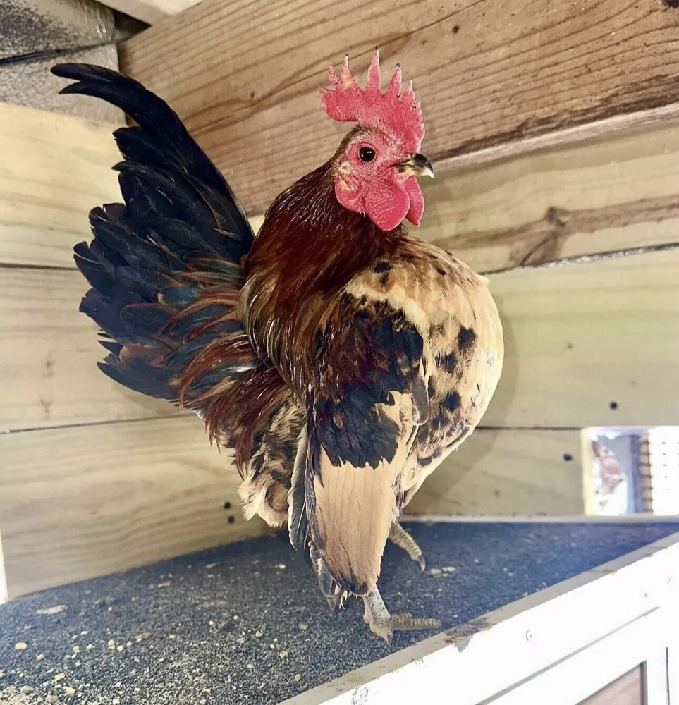 Serama Chicken Hatching Eggs 6+