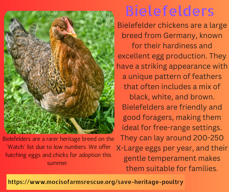 Bielefelder Kennhuhn 8+ Hatching Eggs