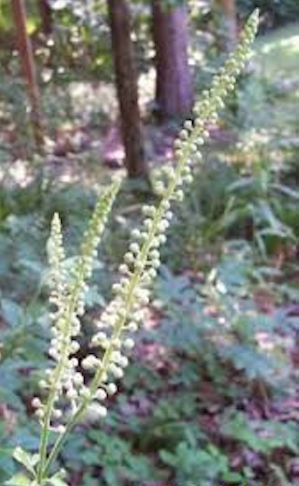 10 Black Cohosh Bare Root Actaea racemosa