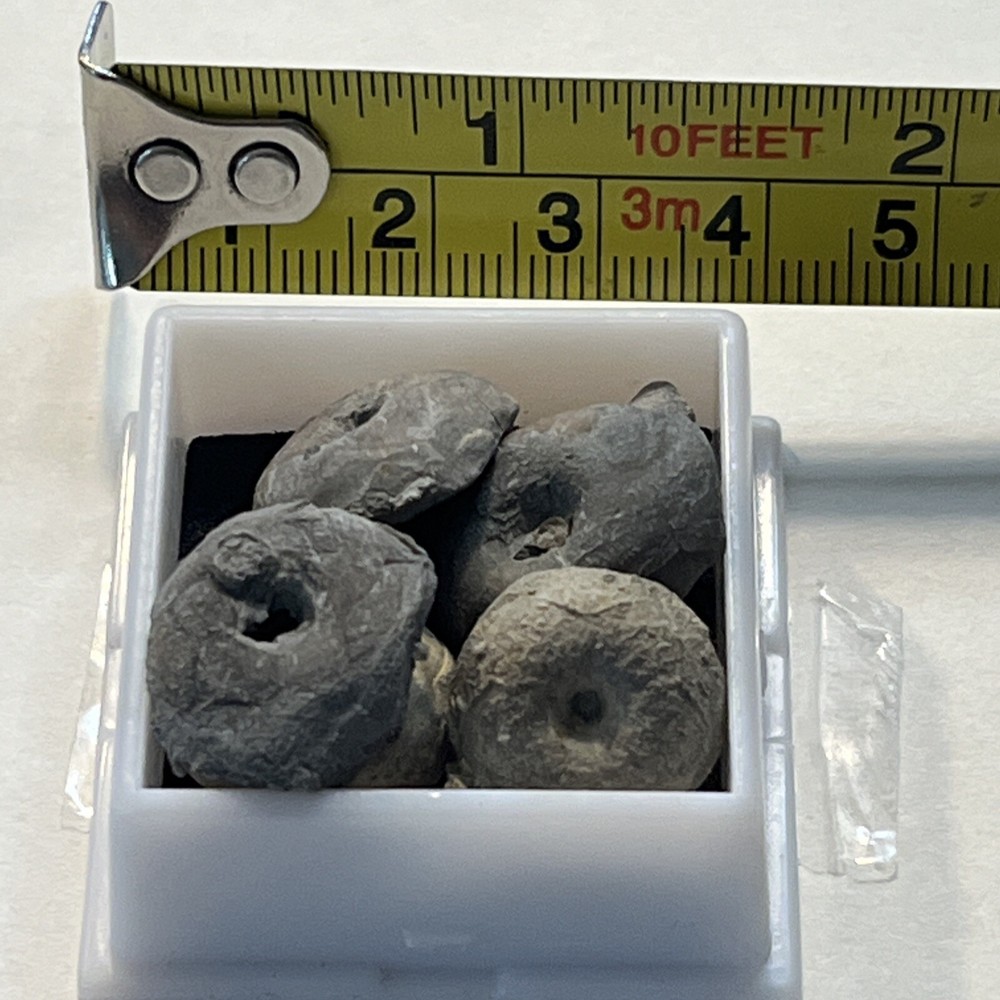 Crinoid Caps #9