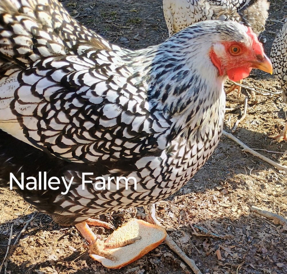 Silver Laced Wyandotte (12) 🐣 fertilized hatching eggs.Please read description.