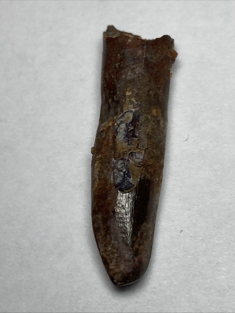 Rebbachisaurus Tooth Rooted