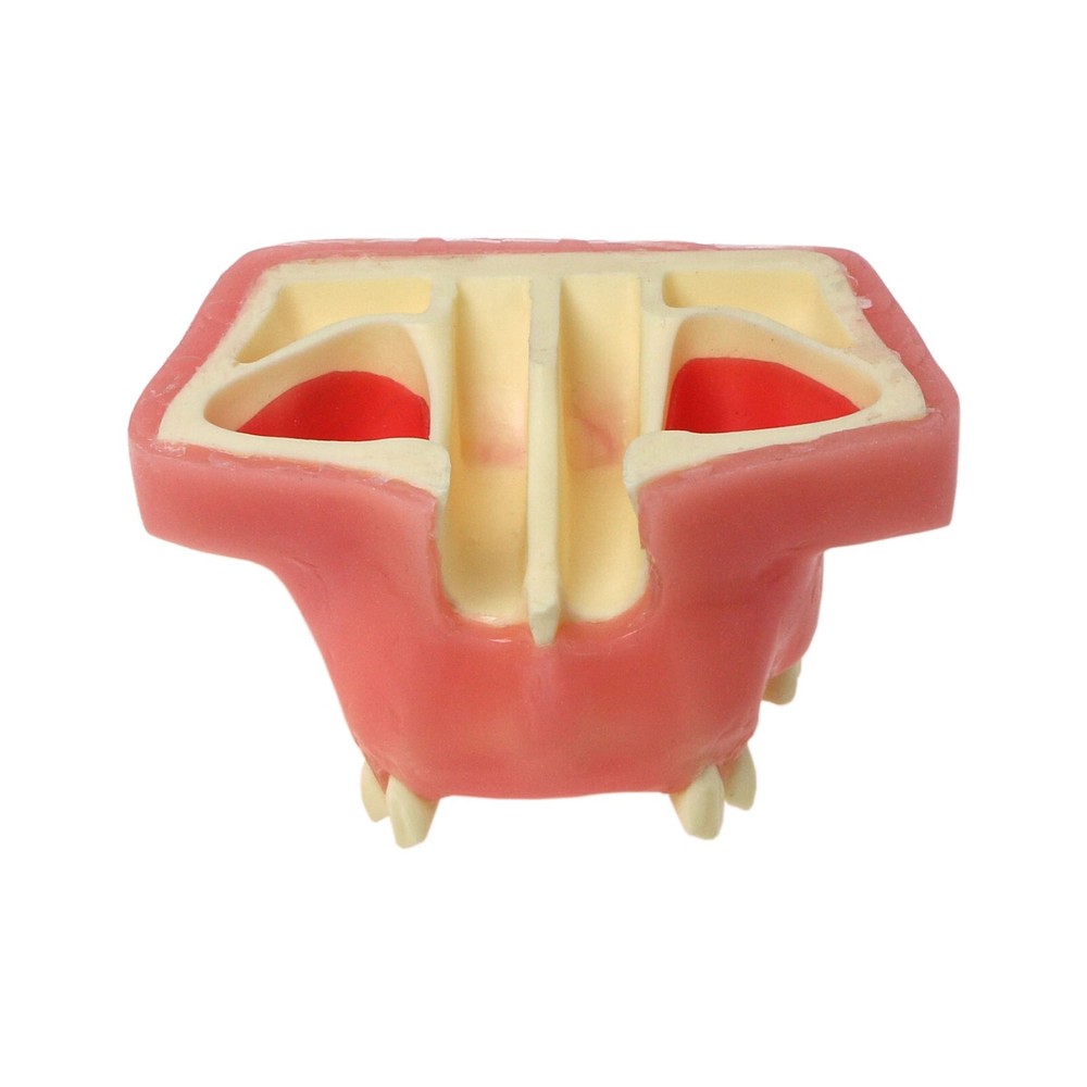 Dental Implant Practice Model, Lower Jaw Drilling, Maxillary Sinus Lifting Type