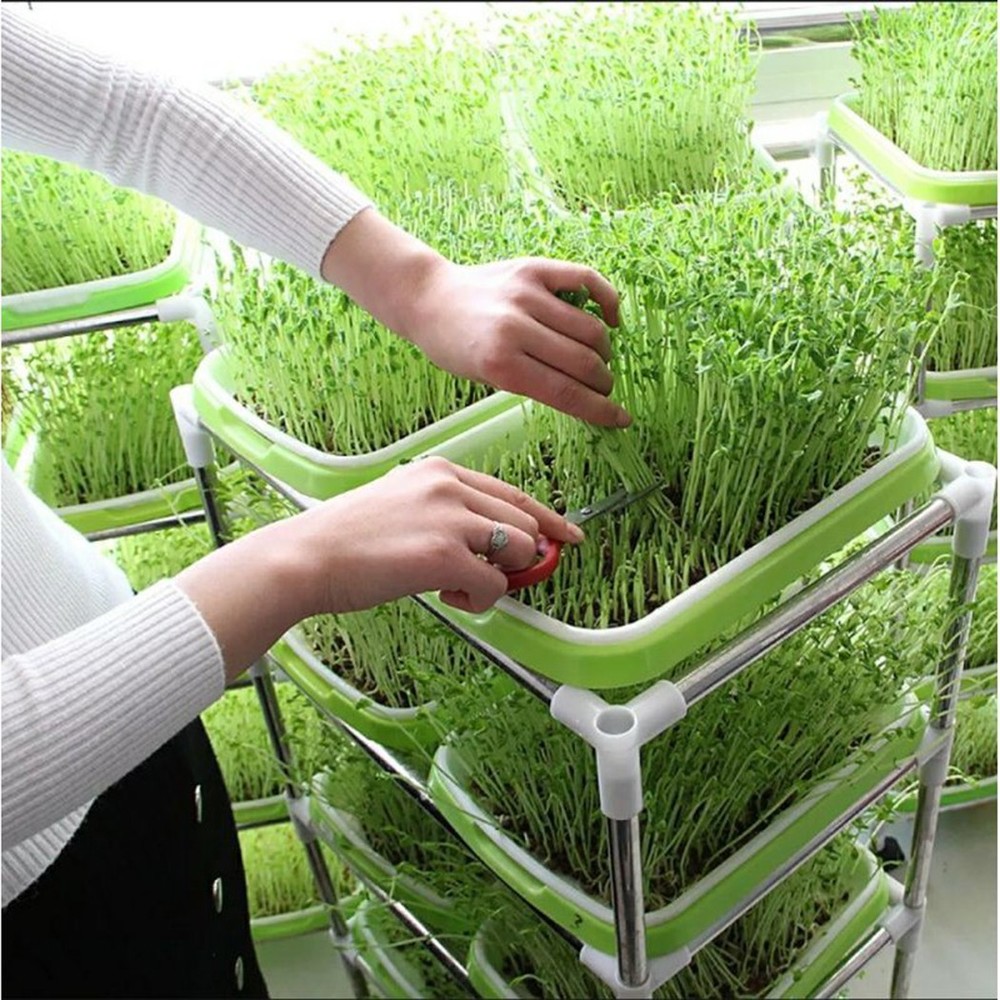 Sprouting Tray for Microgreens with Two Layer Mesh Design and Plastic Material