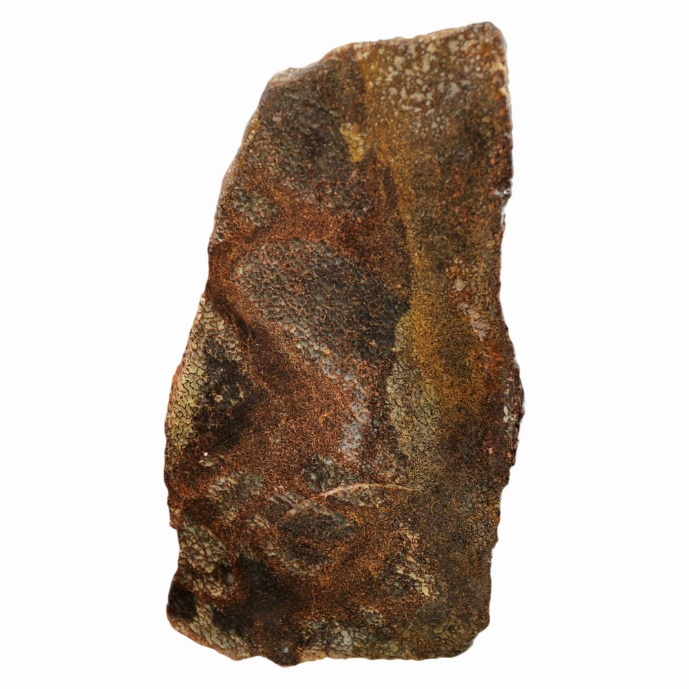 Gem Dinosaur Bone Slab - Dark Broken Shell Pattern
