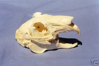JACKRABBIT   SKULL   REPLICA