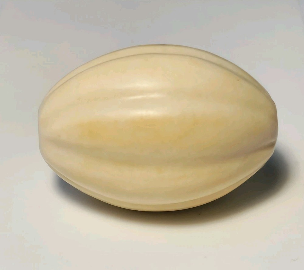 ANCIENT LARGE WESTERN ASIAN SHELL MELON SHAPE BEAD (29mm x 20.5mm)