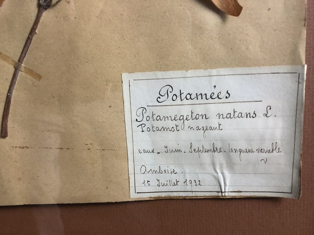 1932 Pressed Botanical Specimen Floating pondweed