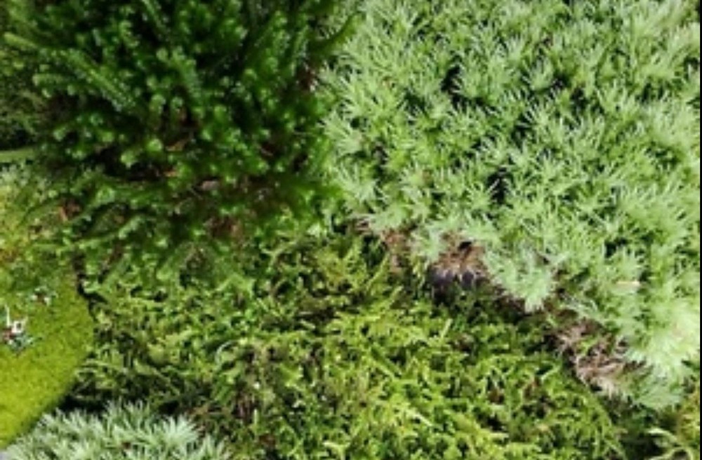 Live PNW Moss Assortment 5x7 Fresh Pacific Northwest Mixed Variety Terrarium