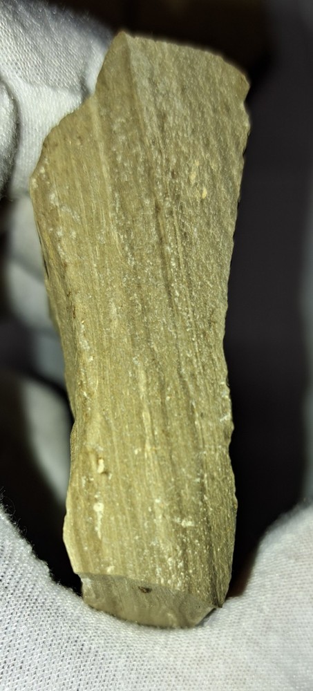 TWO FOSSIL WILLOW LEAVES - DOUGLAS PASS, COLORADO - EOCENE GREEN RIVER FORMATION