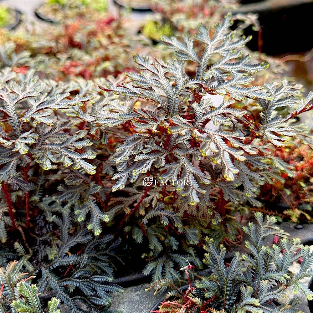 Selaginella Erythropus (Ruby Red Clubmoss)