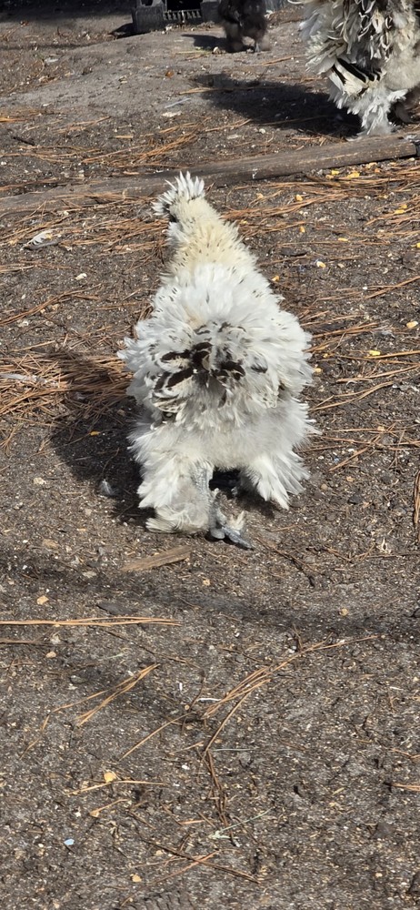 12+ Silkie Chicken Hatching Eggs – Assorted Colors – NPIP – Fertile Eggs