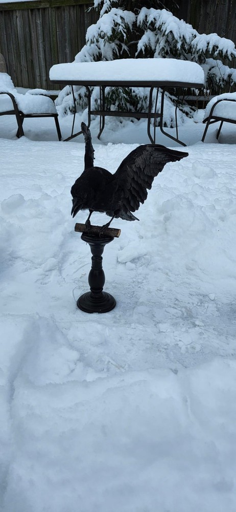 Carrion Crow Taxidermy