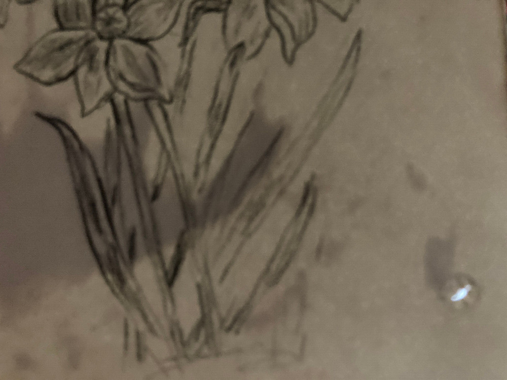 Small Victorian flower sketch