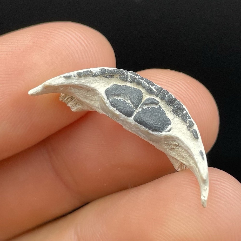 Fossil Burrfish Mouthplate Museum Quality Fossil Bone Valley Formation