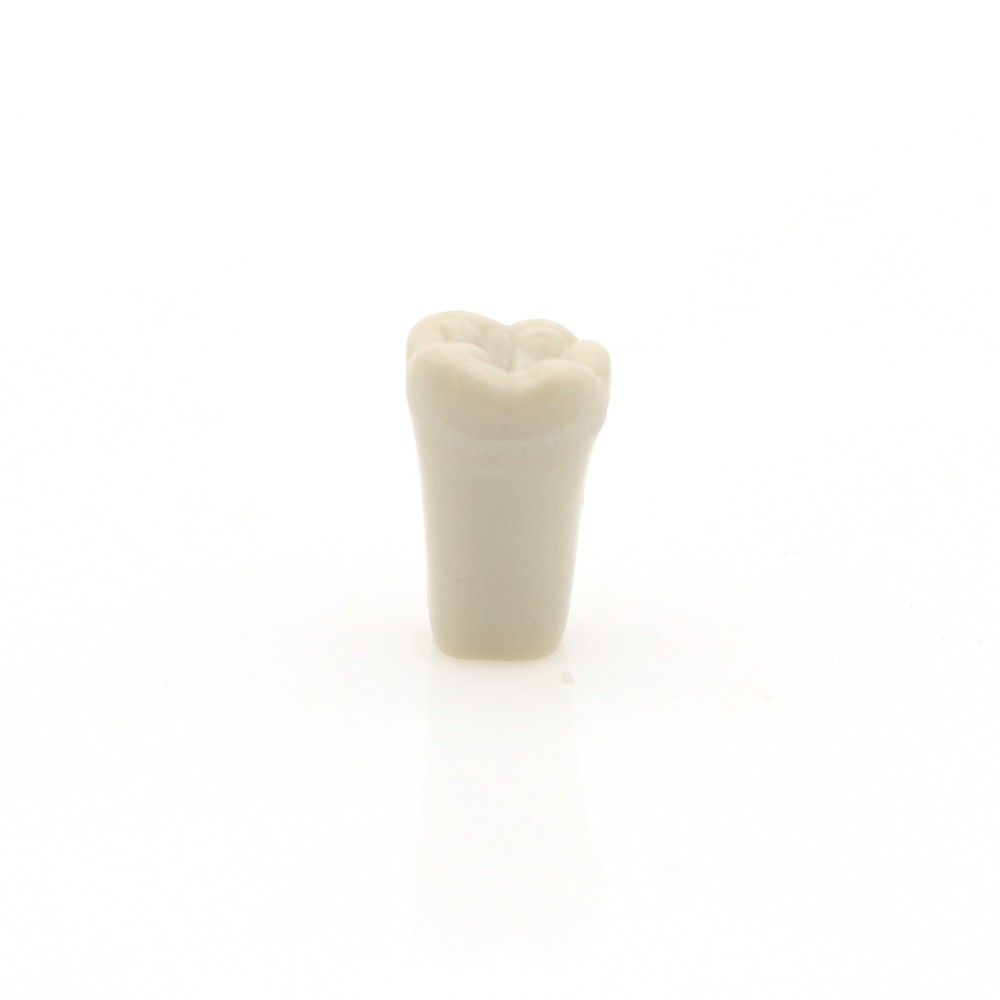 US Dental 32pcs Replacement Teeth fits Columbia Dentoform 860 Type Teeth Model