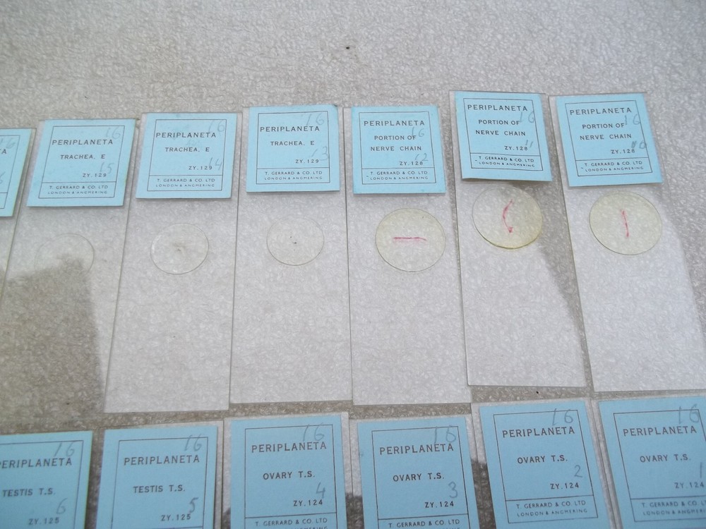 Vintage Glass Microscope Slides -