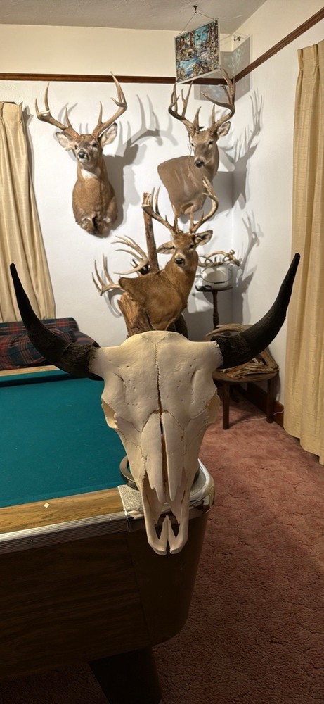 Buffalo/Bison Skull/Western Decor