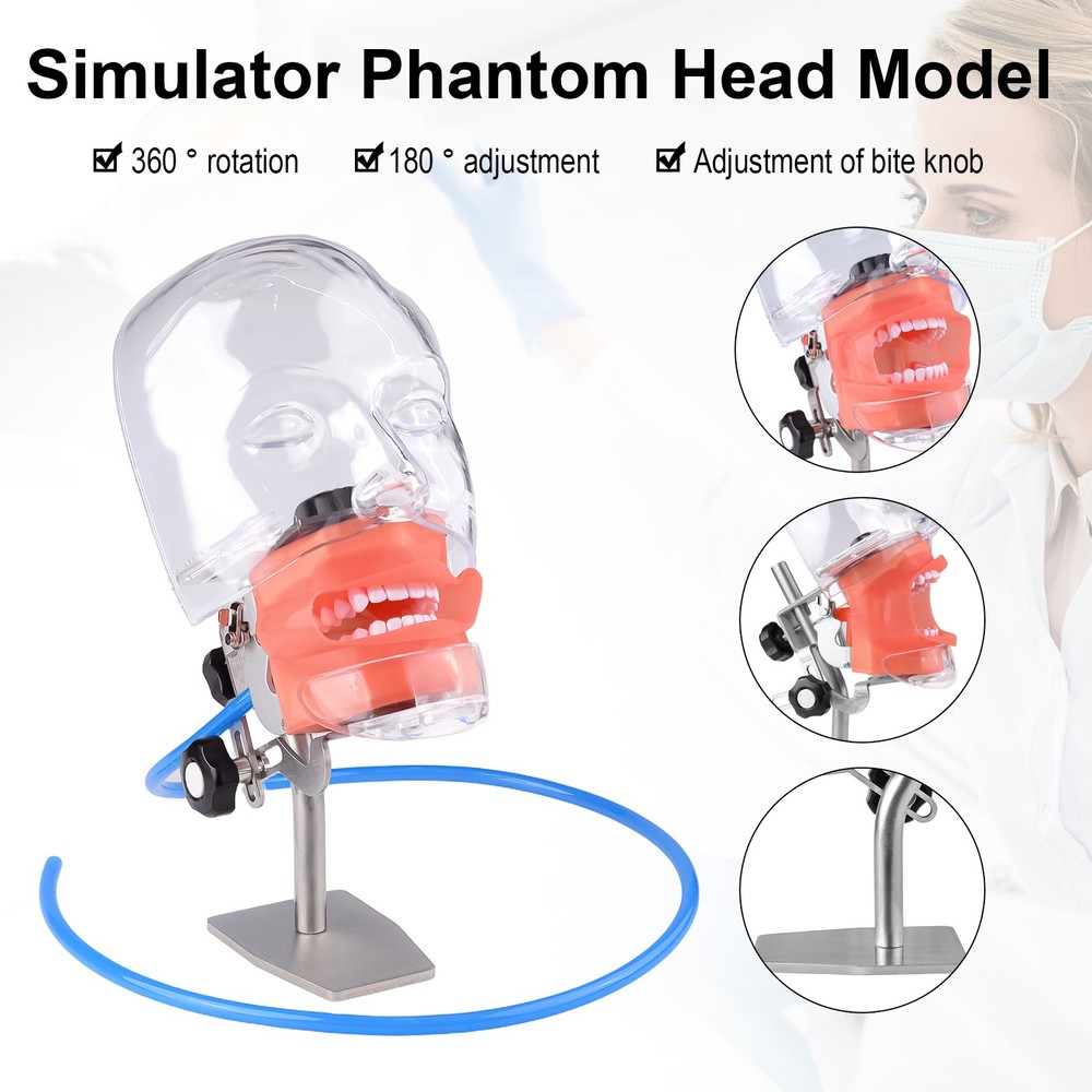 Dental Simulator Teaching Head Model with 28Pcs Replacement Teeth Place on Table