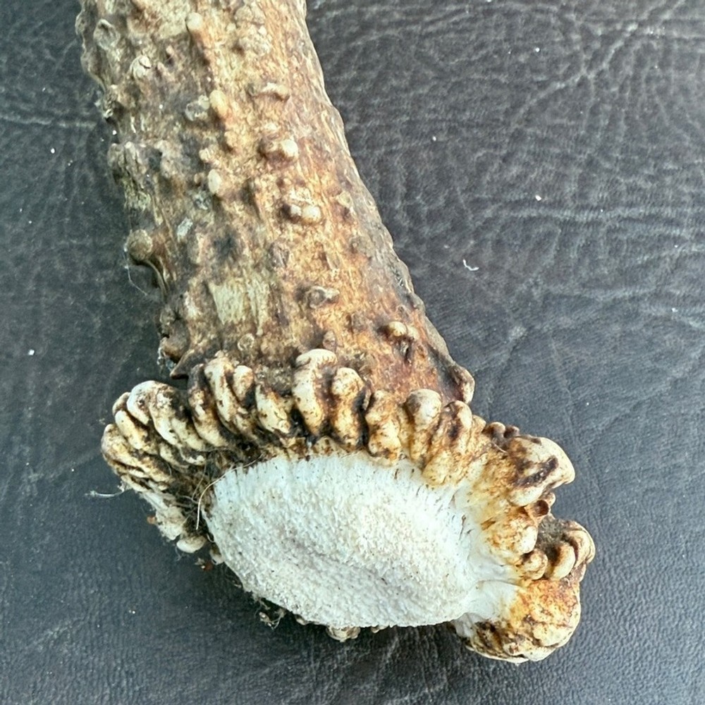 Rustic Brown Antler Wall Decor