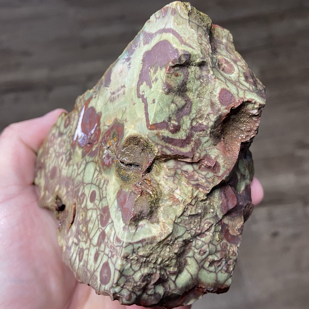 Mushroom Spiderweb Jasper Vibrant Lapidary Rough 2 Pounds!