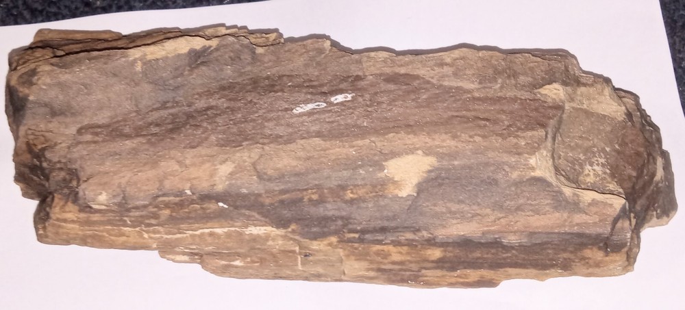 Petrified Wood Log Rough AZ 4 lbs+