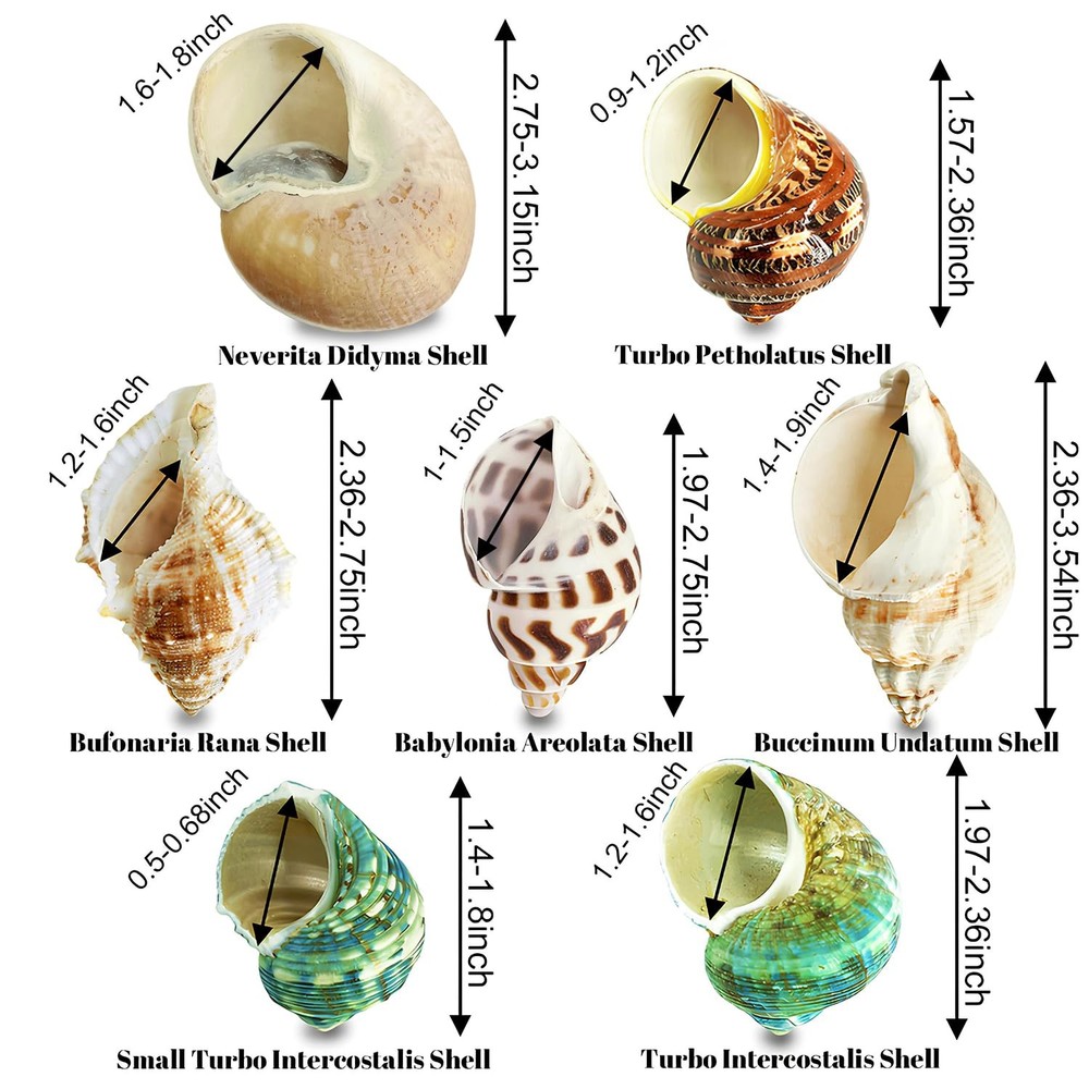 MOASIOP 7PCS Medium Large Hermit 7pcs and Shell Size 2" -2.8"