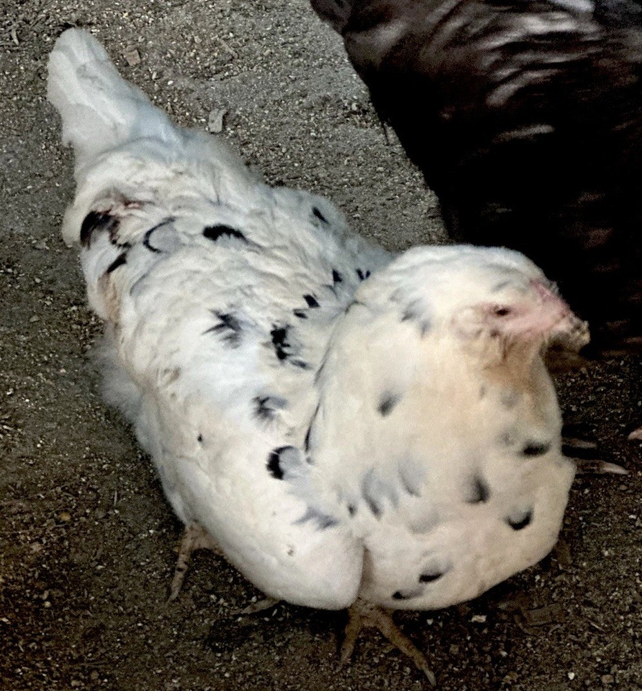 8 Chocolate Ermine True Ameraucana Eggs