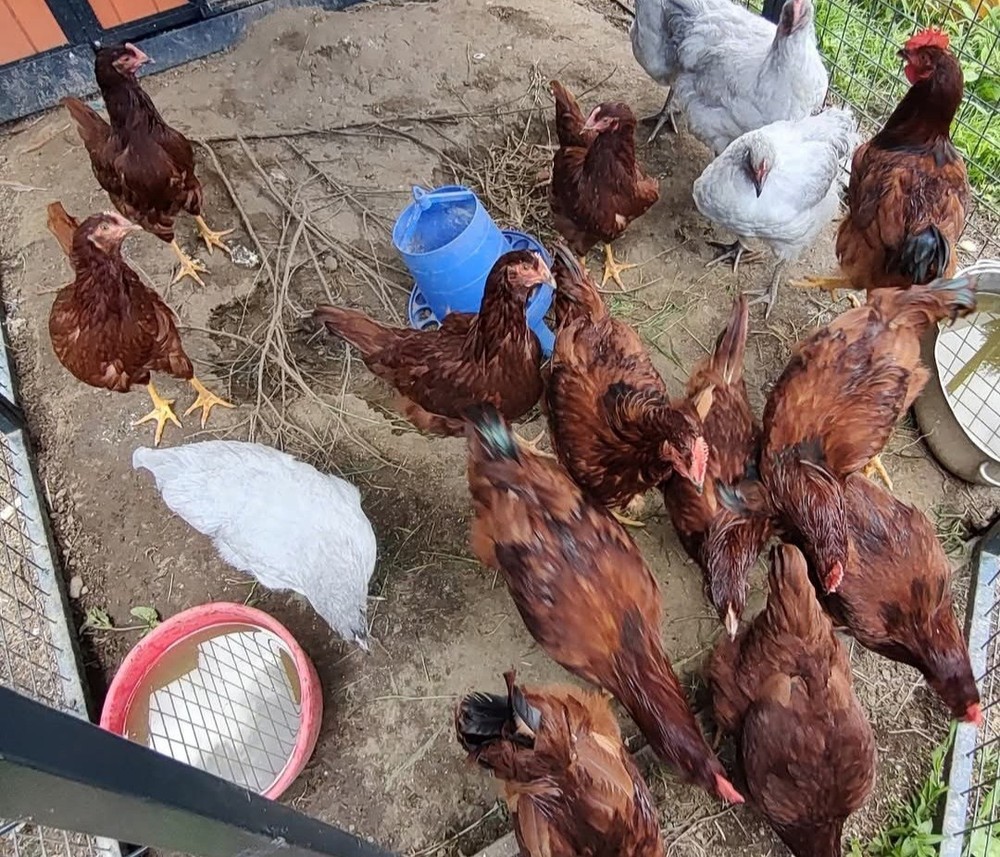 6+ Purebred Rhode Island Red Chicken Hatching Eggs