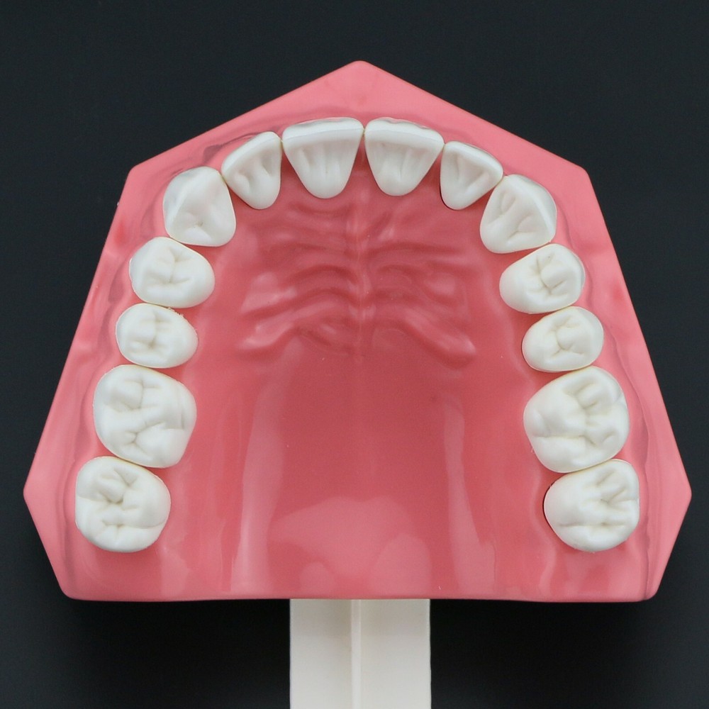 USA Dental Brushing Flossing Practice Teeth Typodonts Model Teaching Studying