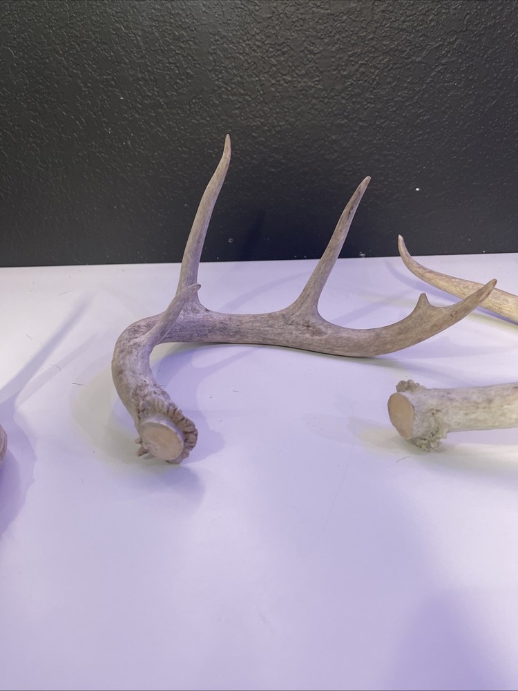 Whitetail Deer Antlers