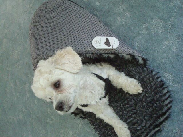 GRAY SLIPPER DOG/CAT BED