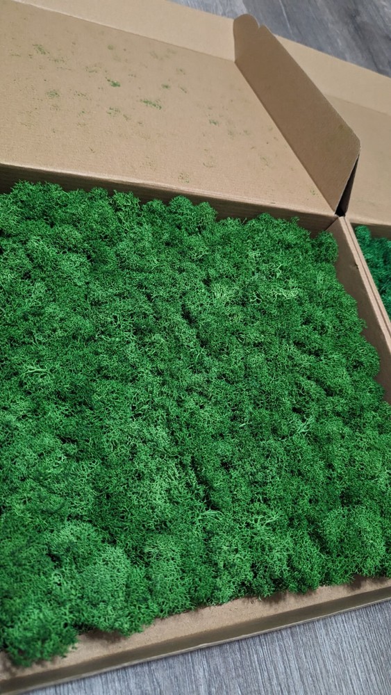 Preserved Moss