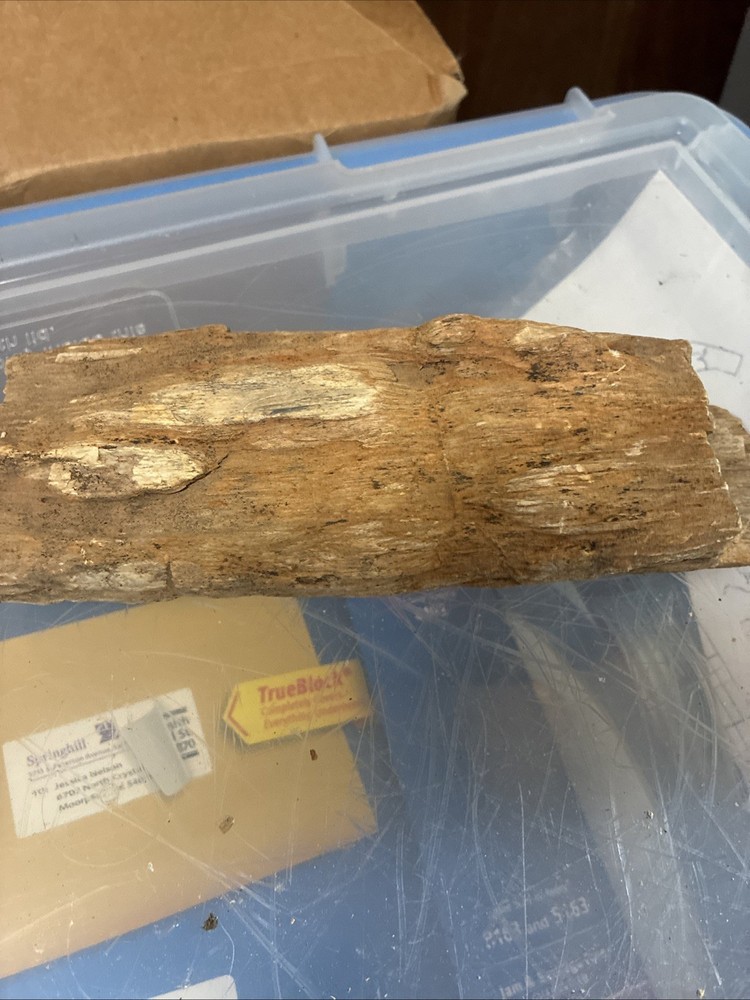 petrified wood rough