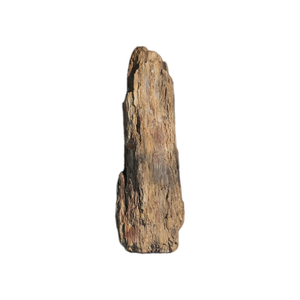 6lb Petrified Wood